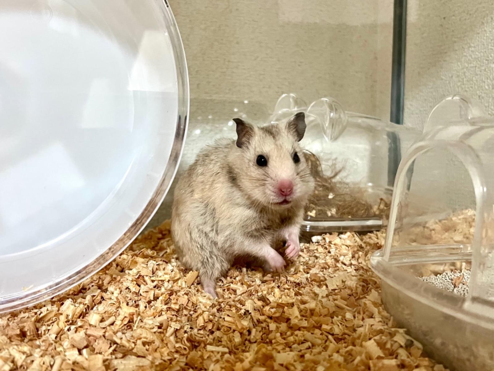 ぽこちゃん ぽこちゃん