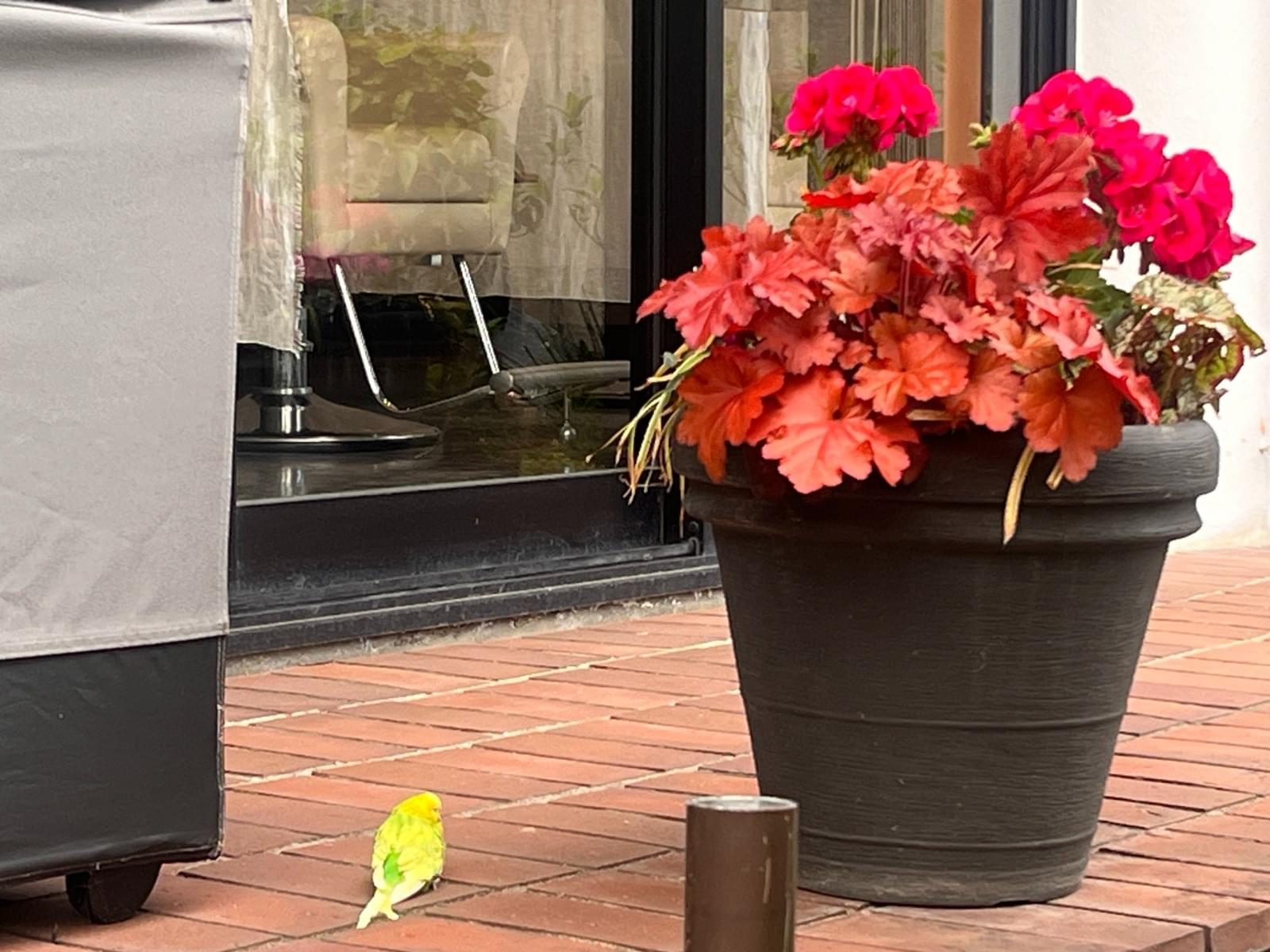 目撃された鳥 目撃された鳥