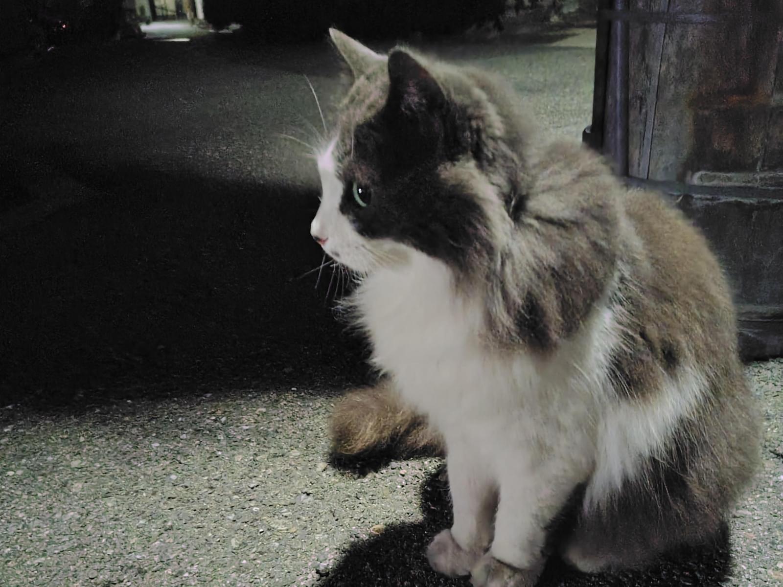 目撃された猫