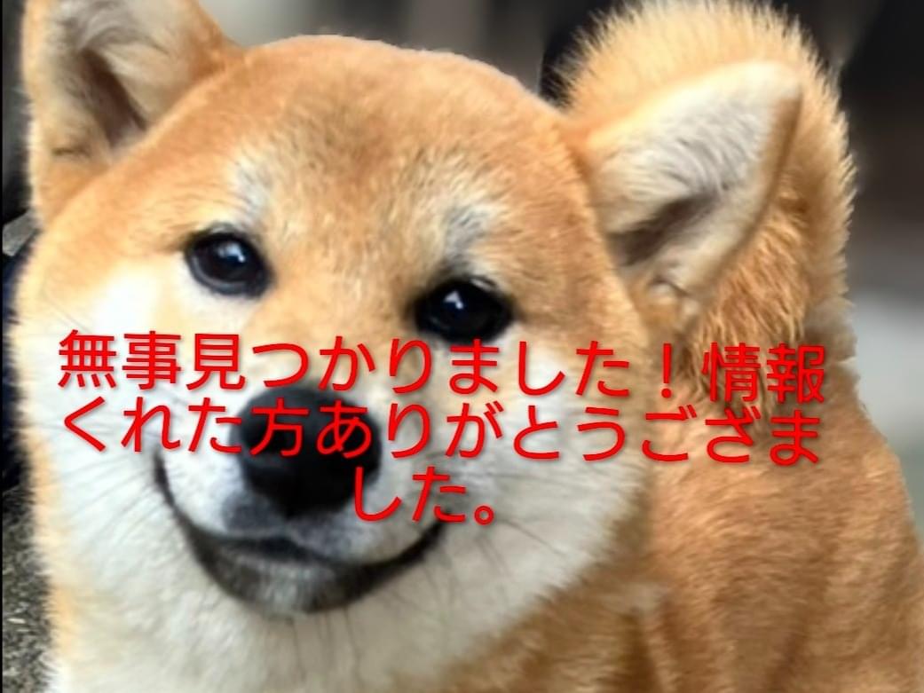 とらちゃん とらちゃん