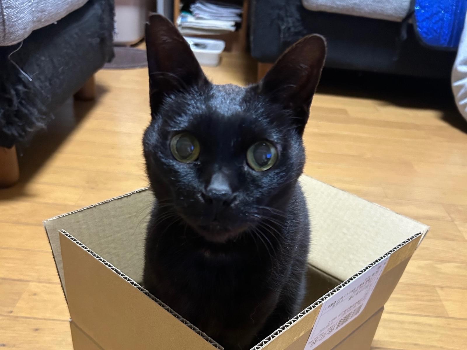 ポッキーちゃん ポッキーちゃん