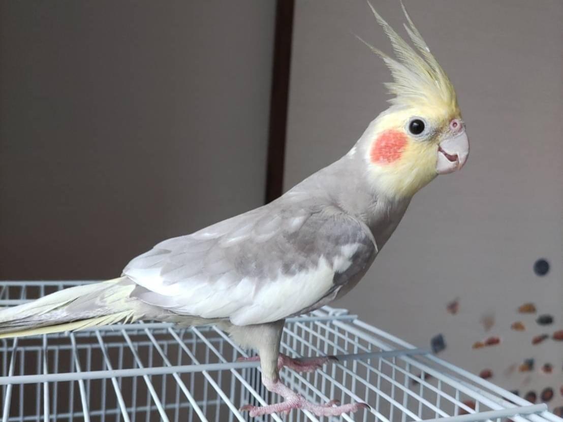 おかぴーちゃん おかぴーちゃん