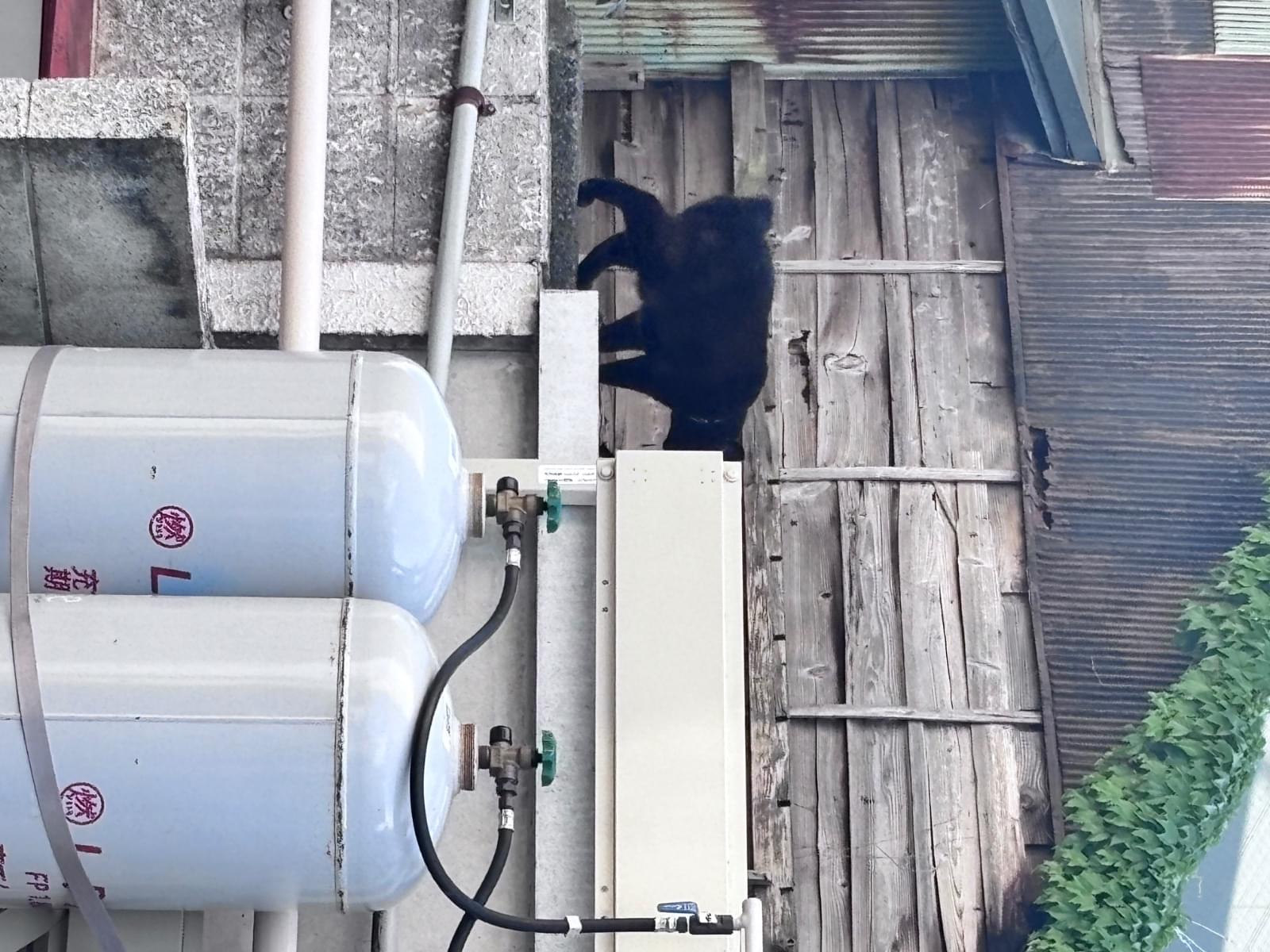 目撃された猫