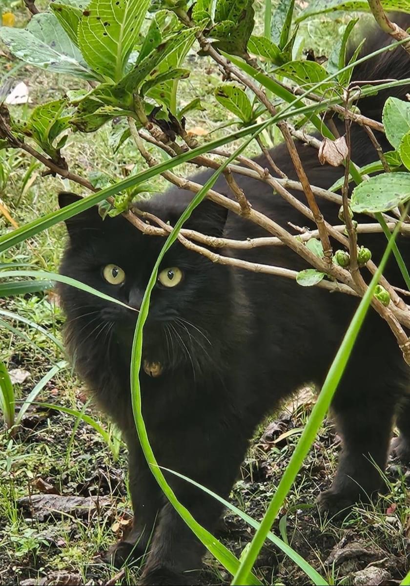 ♡黒猫( ΦωΦ )♡とまとめ ふさふさ黒猫
