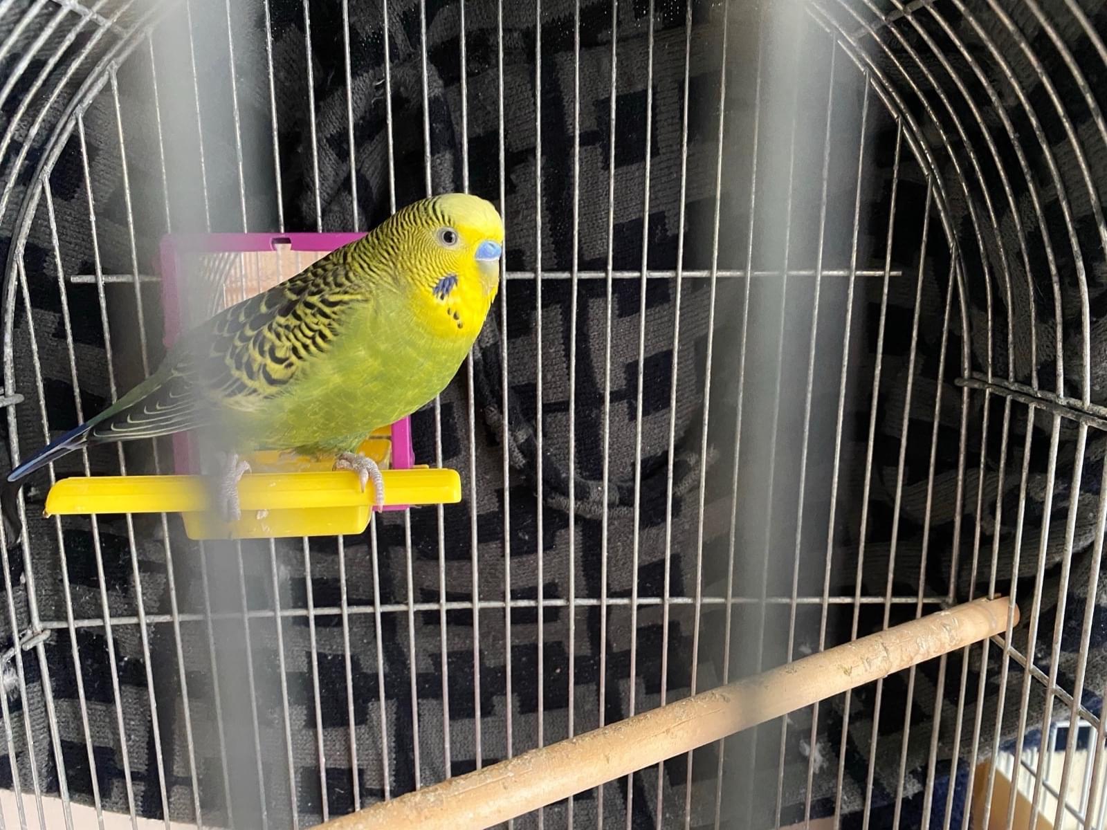 こいたちゃん こいたちゃん