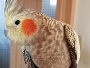 おぅちゃん おぅちゃん