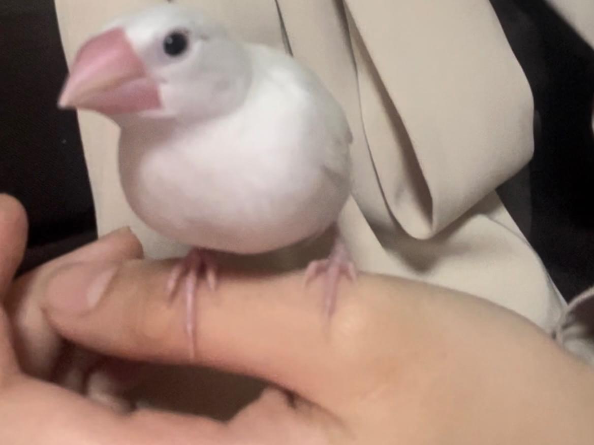 いこうぱぱちゃん いこうぱぱちゃん