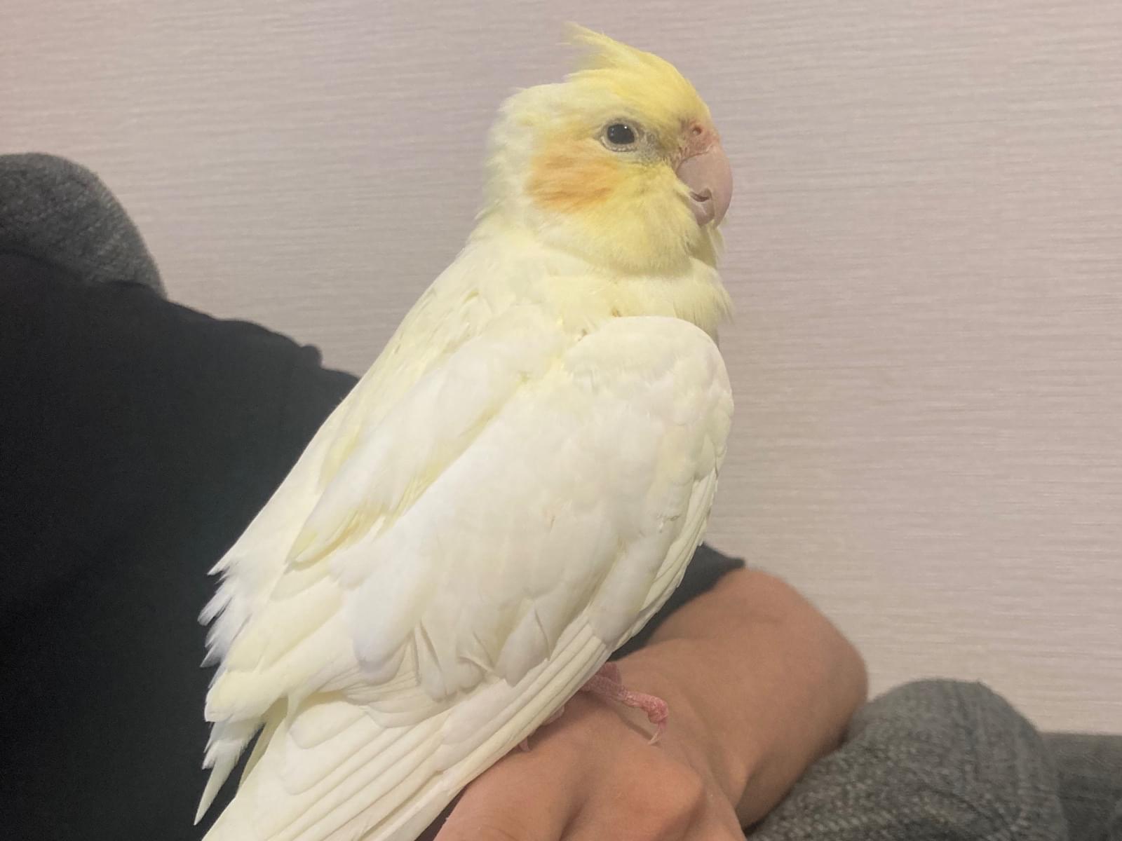 保護された鳥 保護された鳥