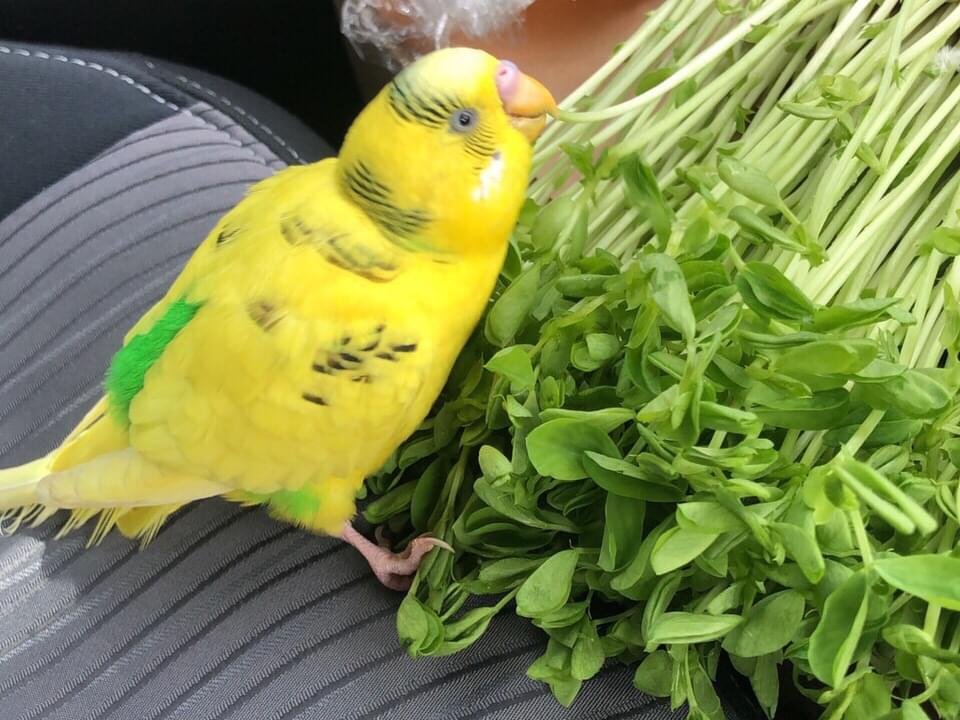 保護された鳥 保護された鳥