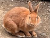 うさちゃん うさちゃん