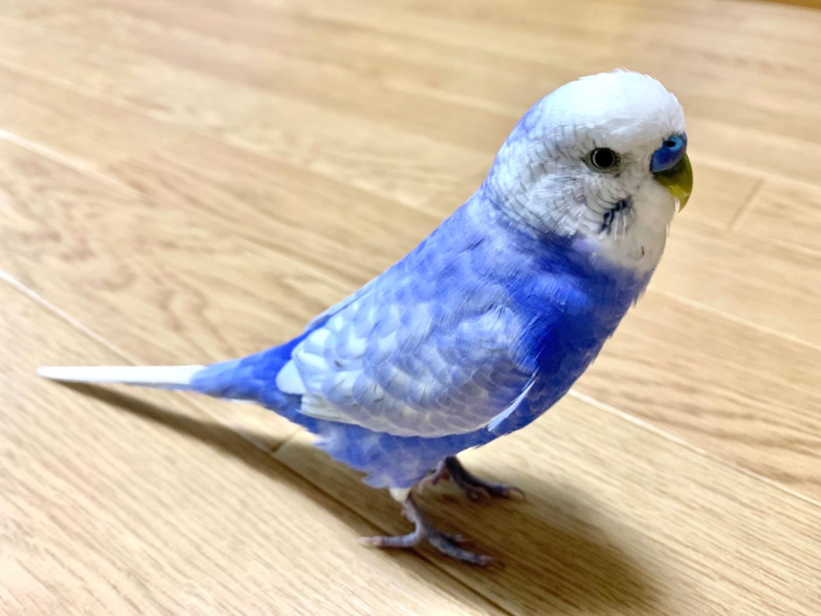 ピノちゃん ピノちゃん