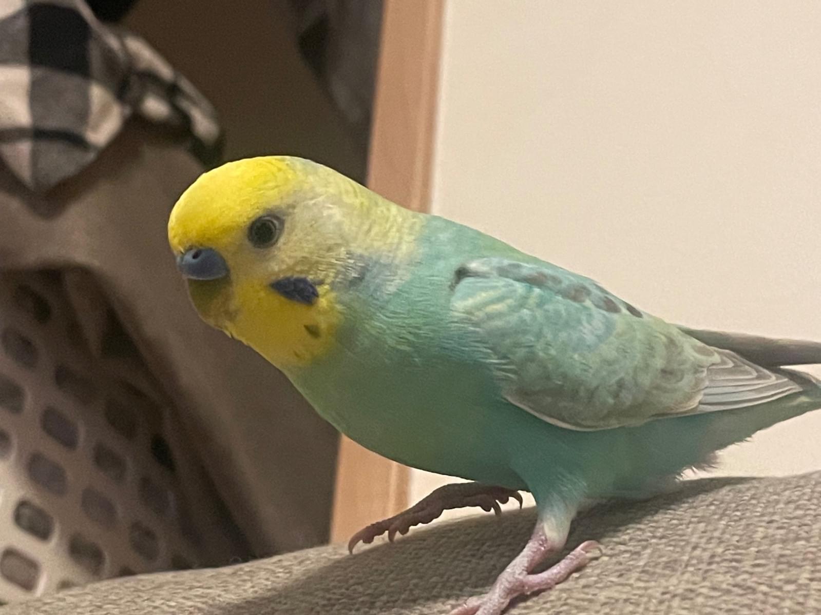 ラムちゃん ラムちゃん