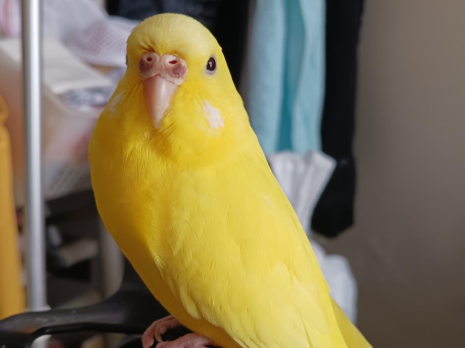 たんぽぽちゃん たんぽぽちゃん