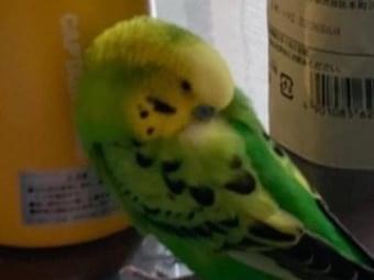 ピーちゃん ピーちゃん
