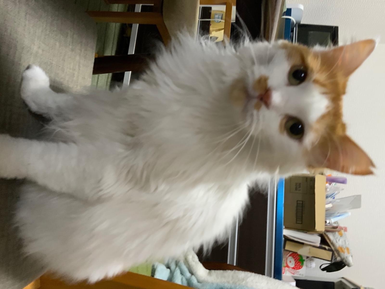 ももちゃん ももちゃん