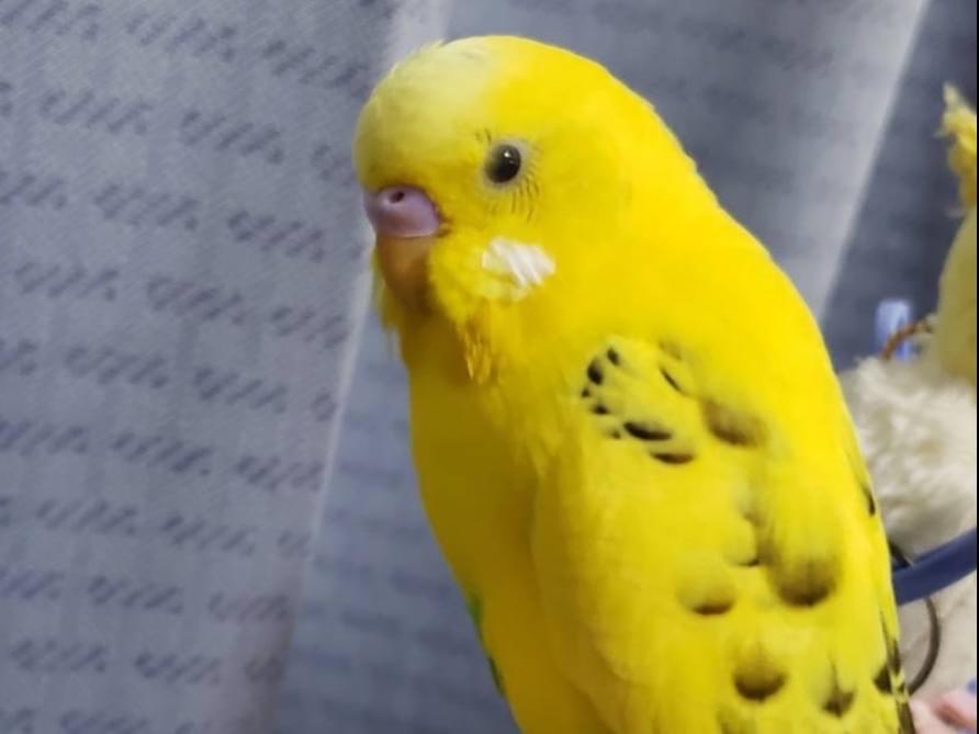 保護された鳥 保護された鳥