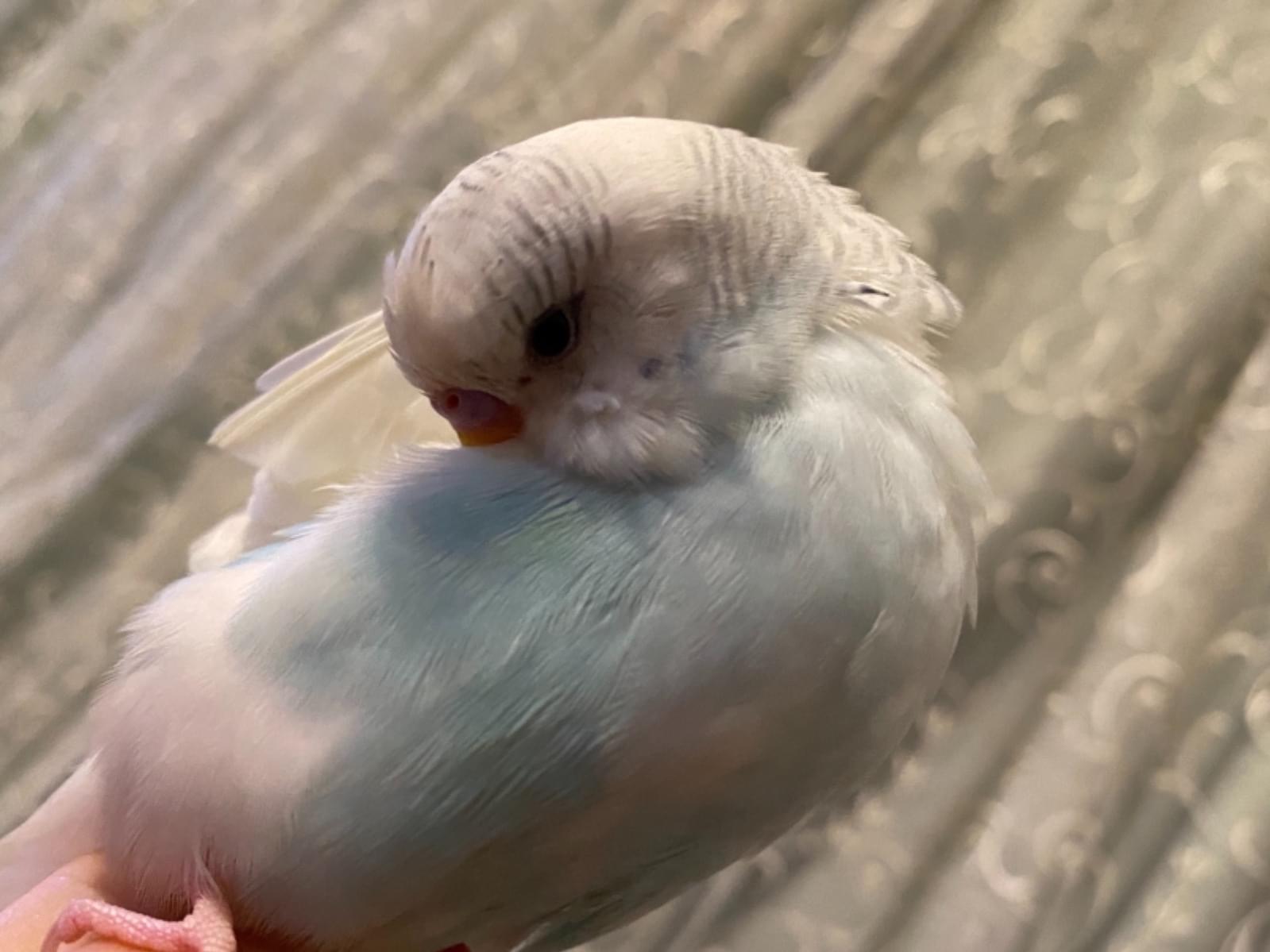 しろちゃん しろちゃん