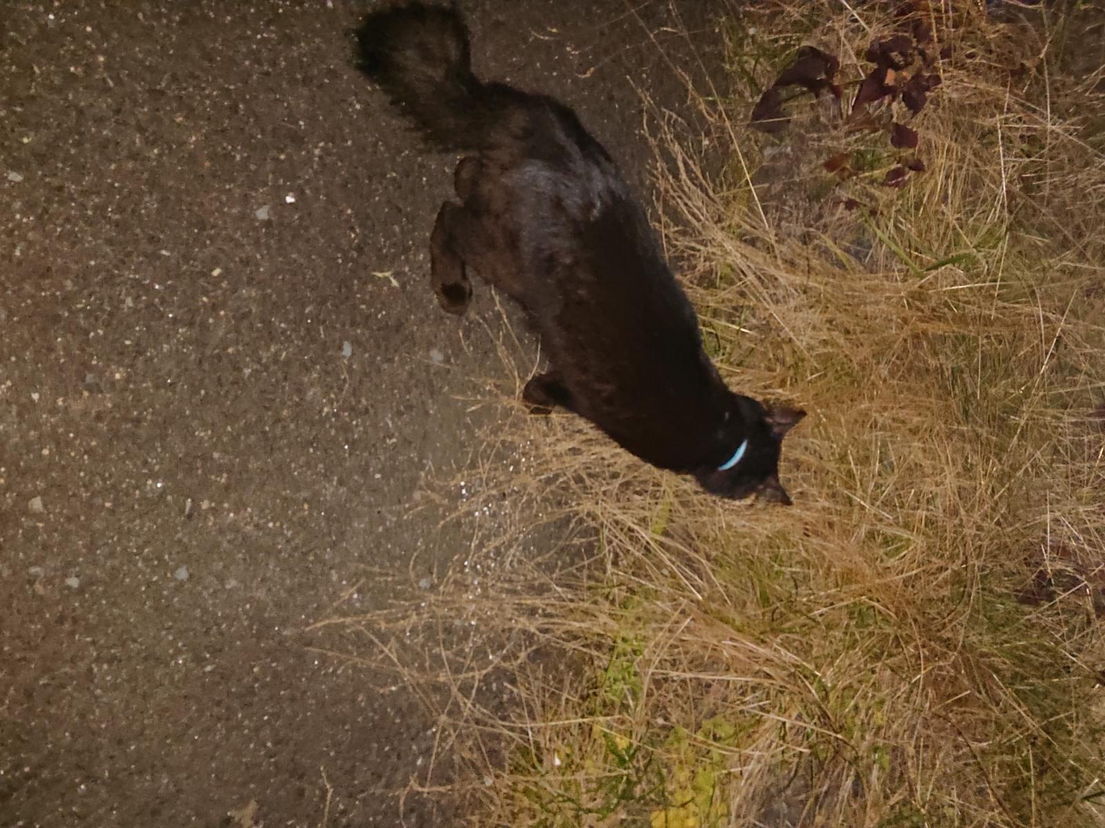 目撃された猫 目撃された猫