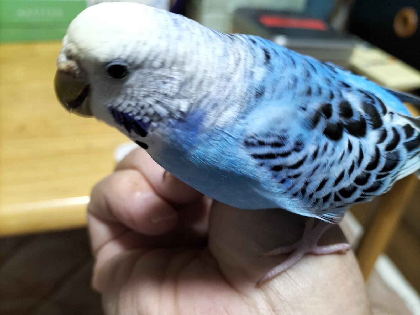 クックちゃん クックちゃん
