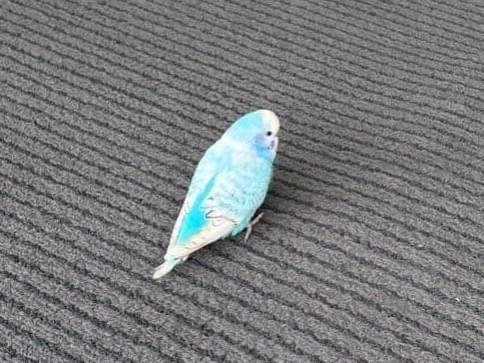 保護された鳥 保護された鳥
