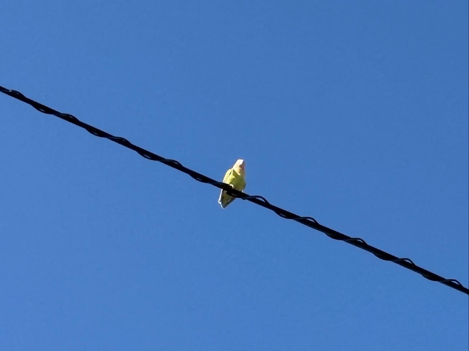 目撃された鳥 目撃された鳥