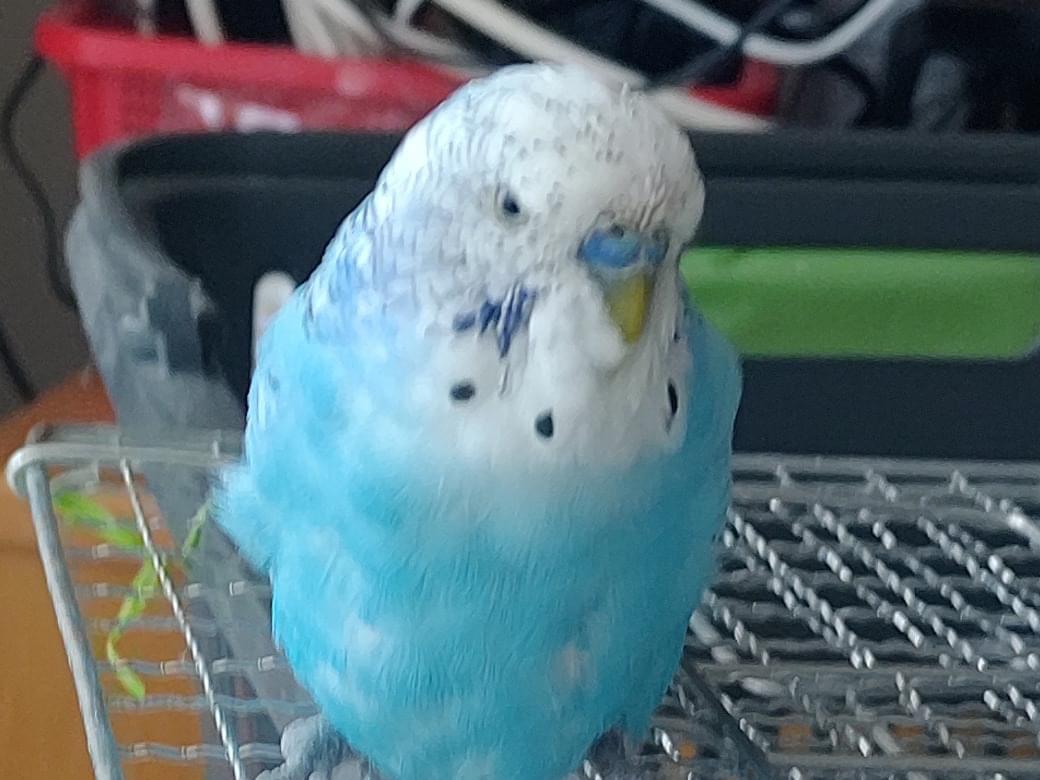 保護された鳥 保護された鳥