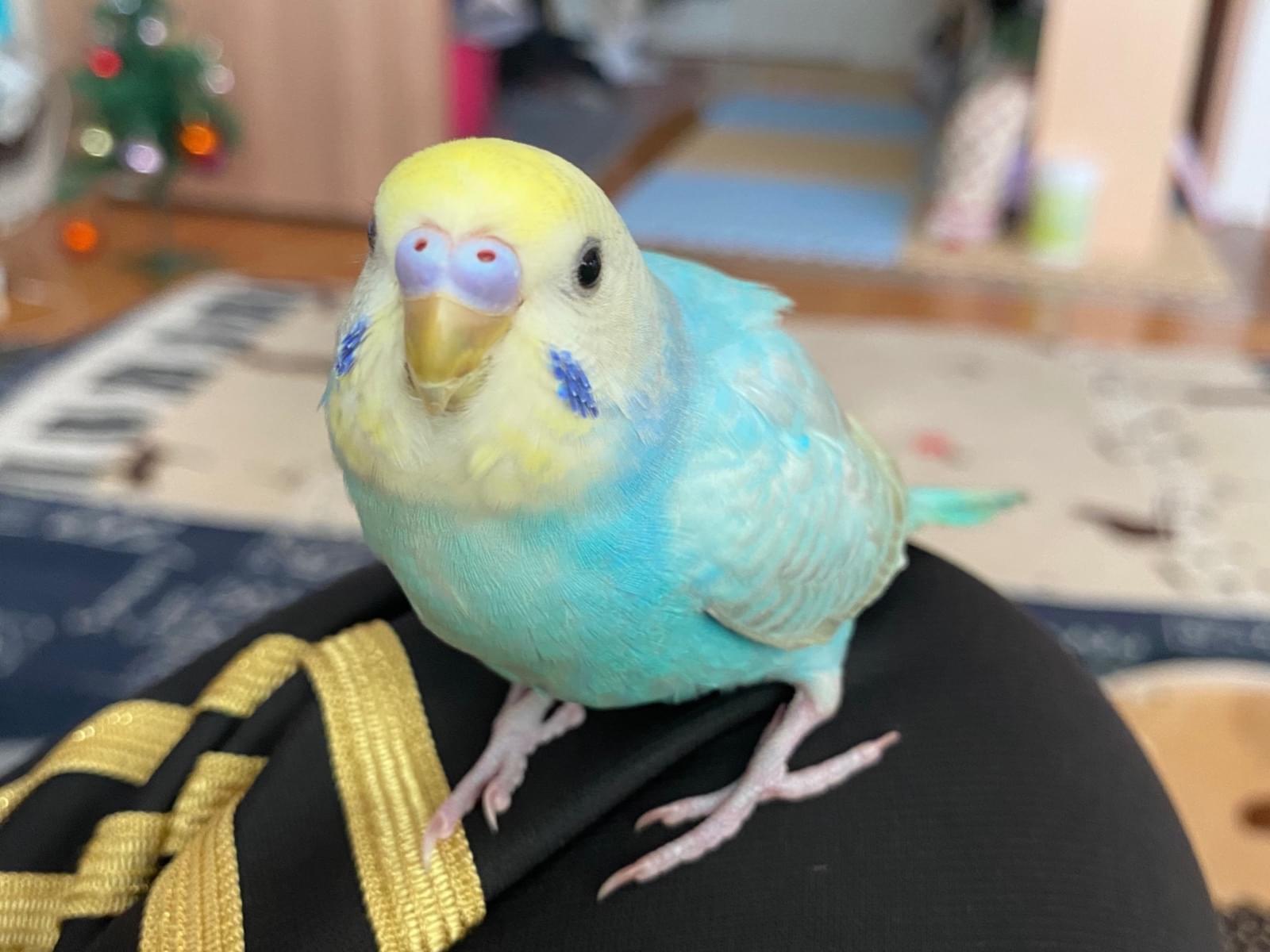 ういちゃん ういちゃん