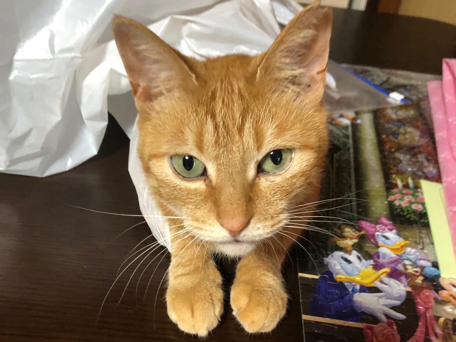 みいこちゃん