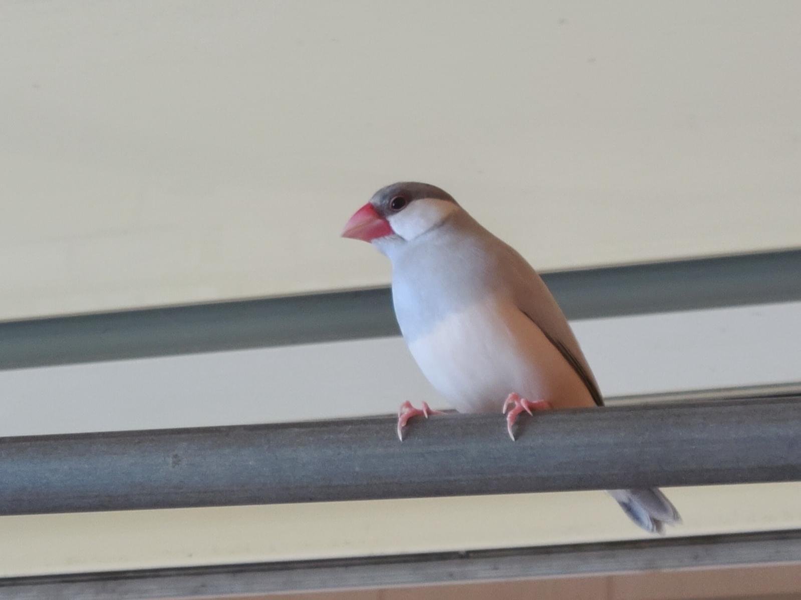 保護された鳥