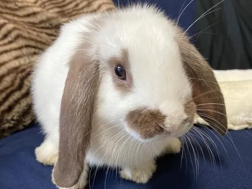 垂れ耳のウサギです。ミミが茶色で体は白です。