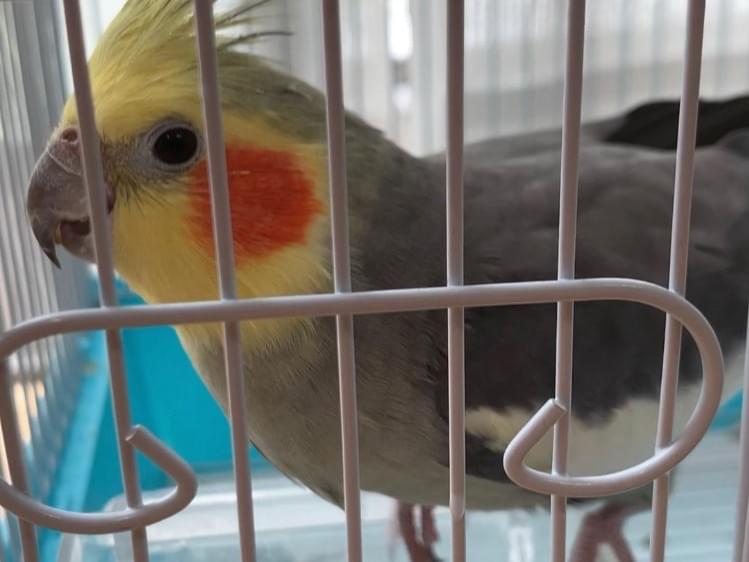 保護された鳥 保護された鳥