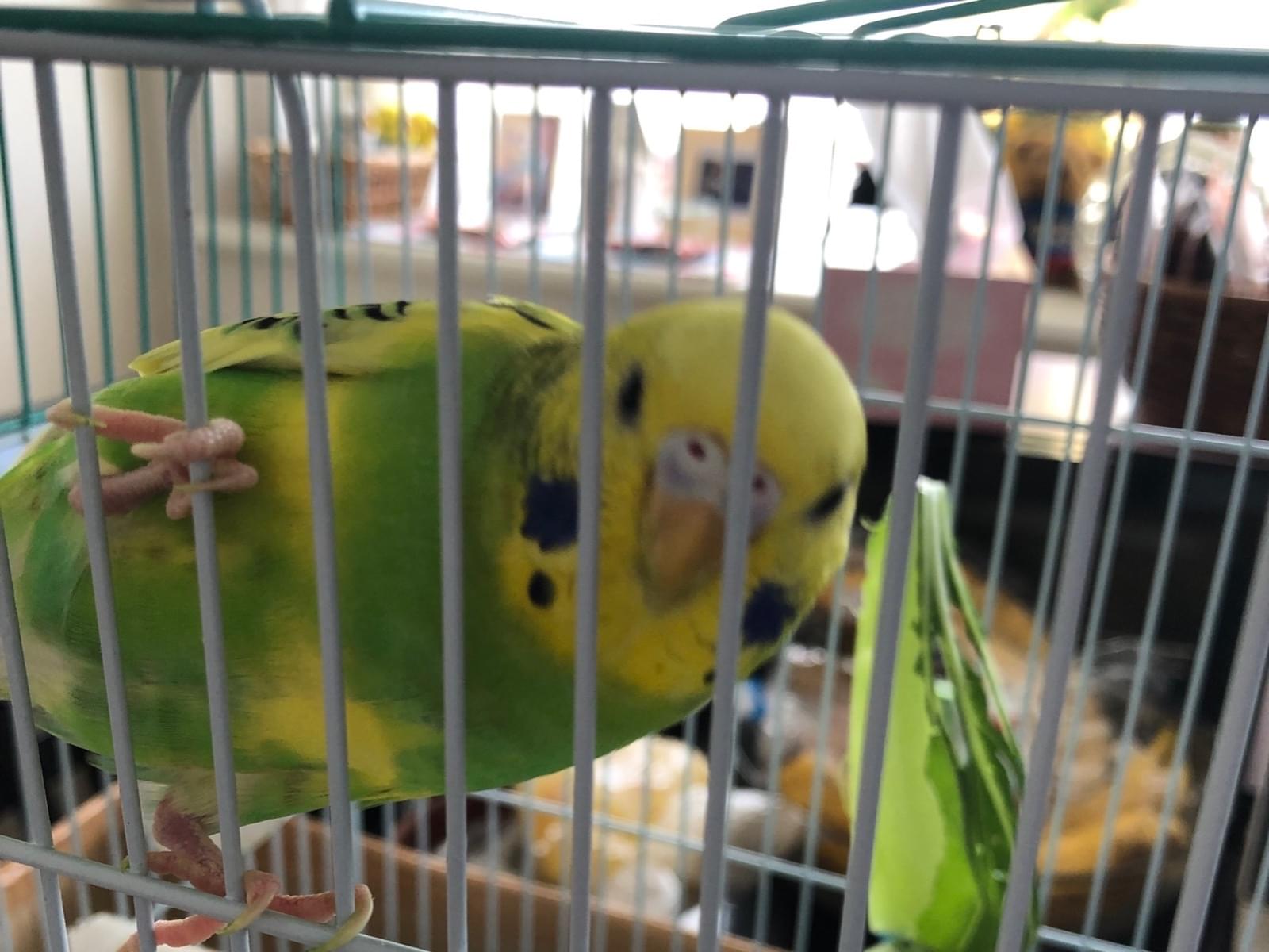 ピピちゃん ピピちゃん