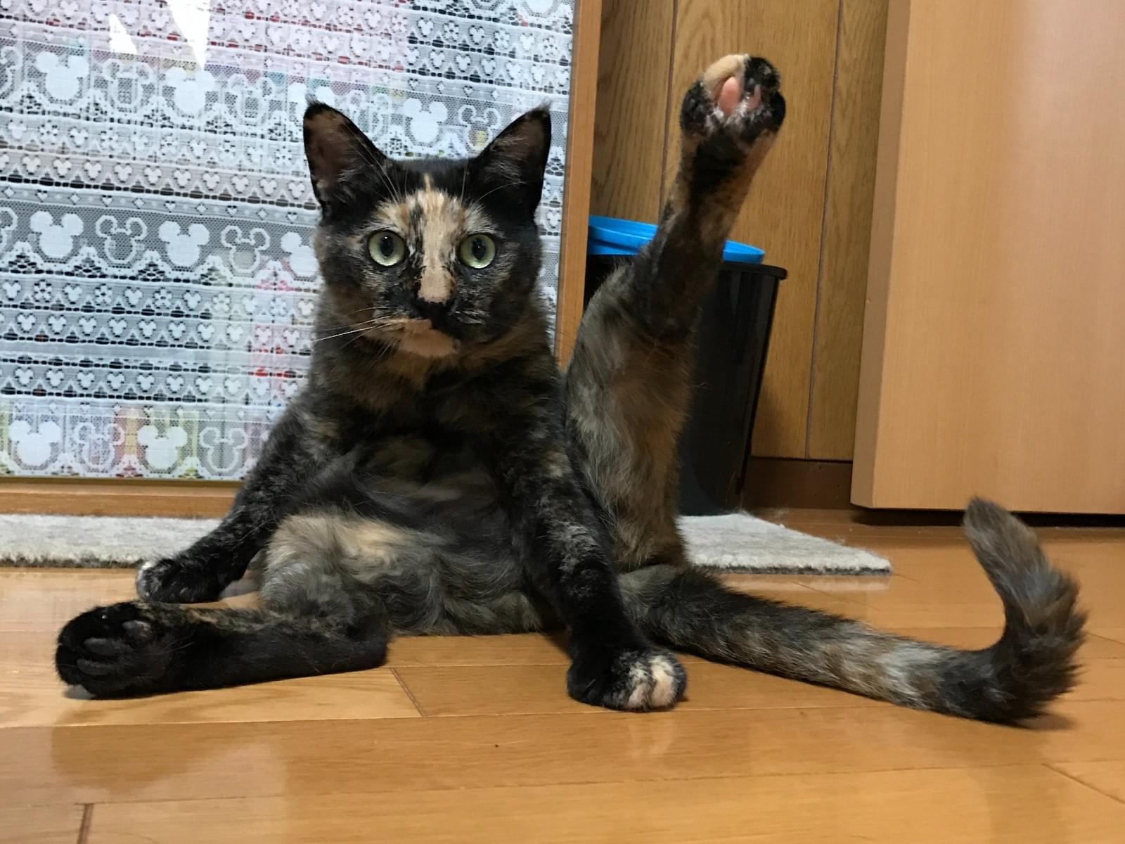 レオちゃん レオちゃん