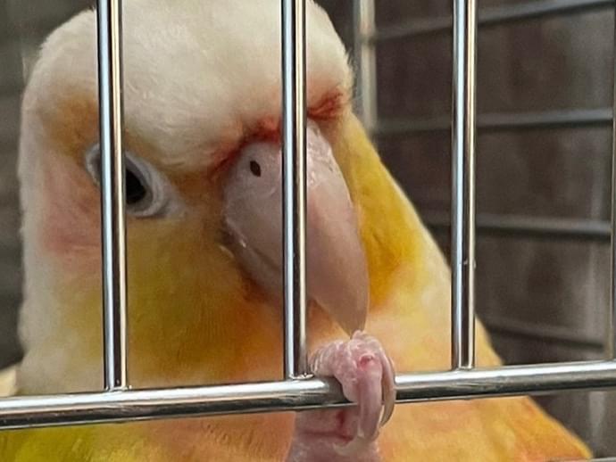まな