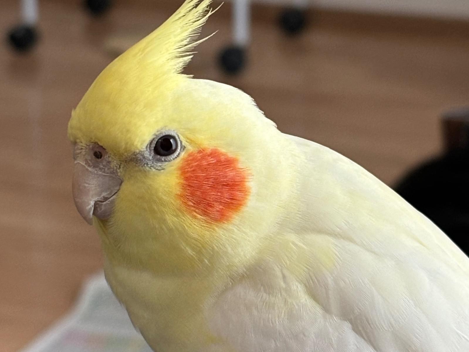 にこちゃん にこちゃん