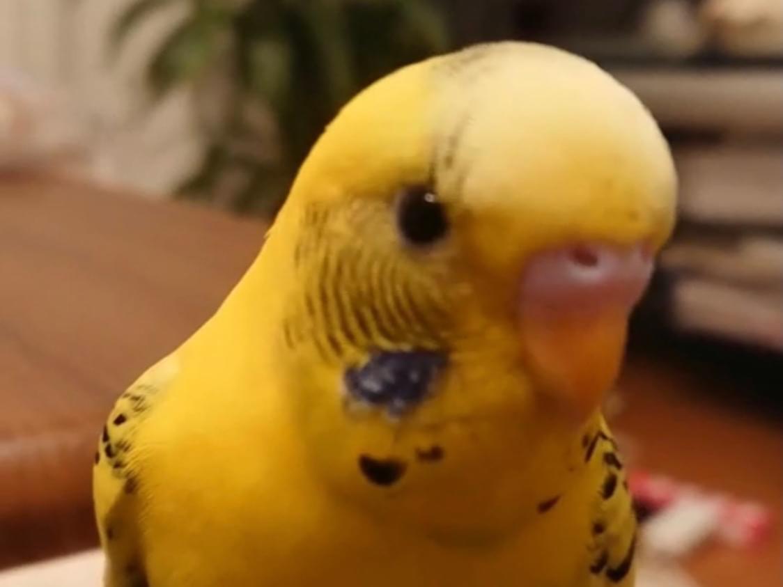 ピーちゃん ピーちゃん