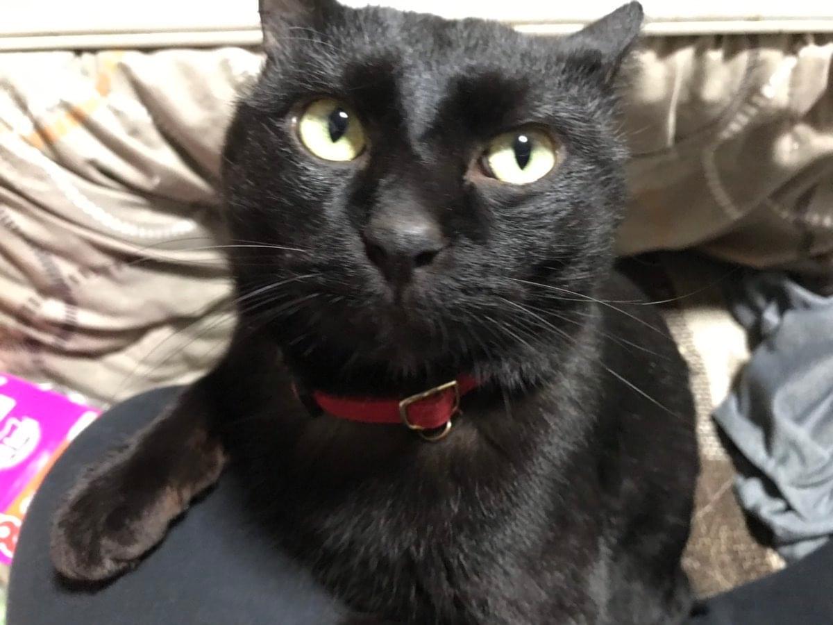 赤い首輪の黒猫 昭和25年頃
