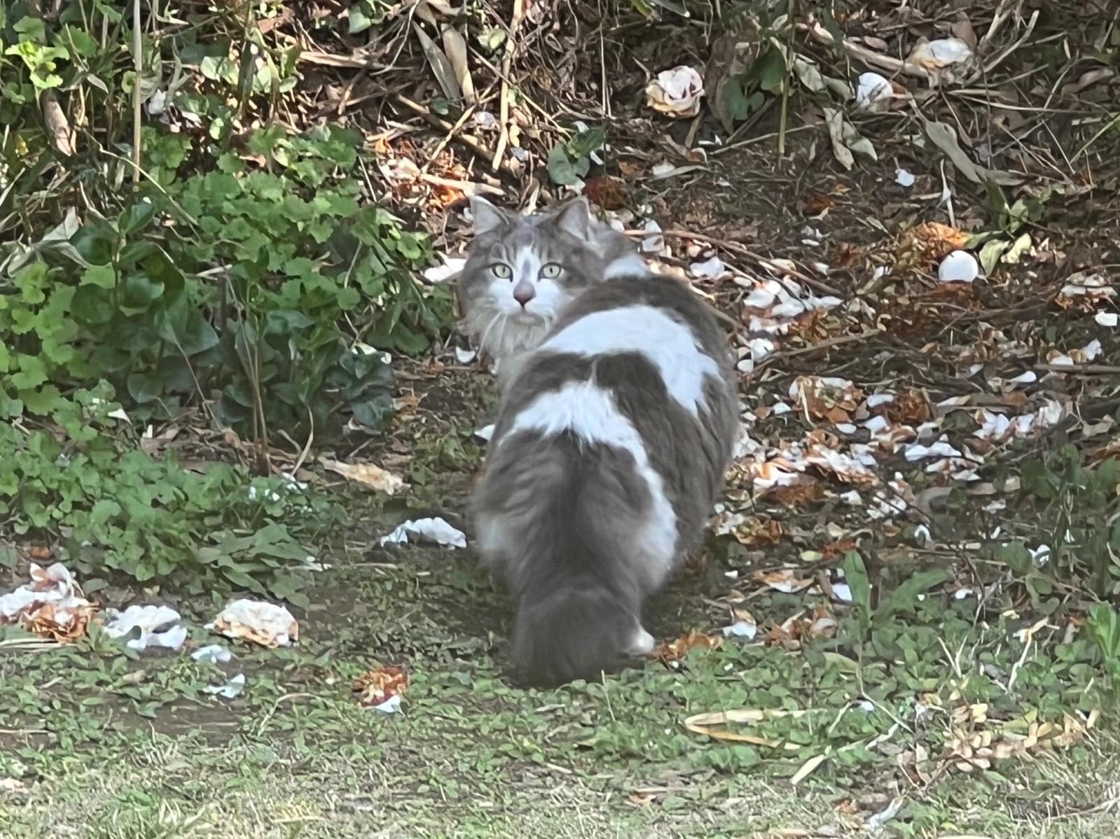 目撃された猫 目撃された猫