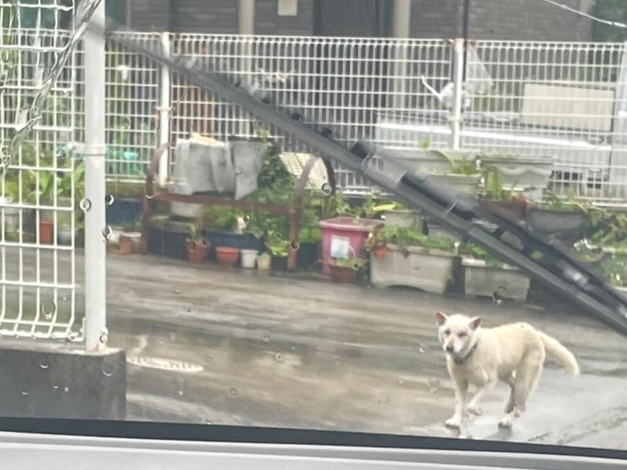 目撃された犬 目撃された犬