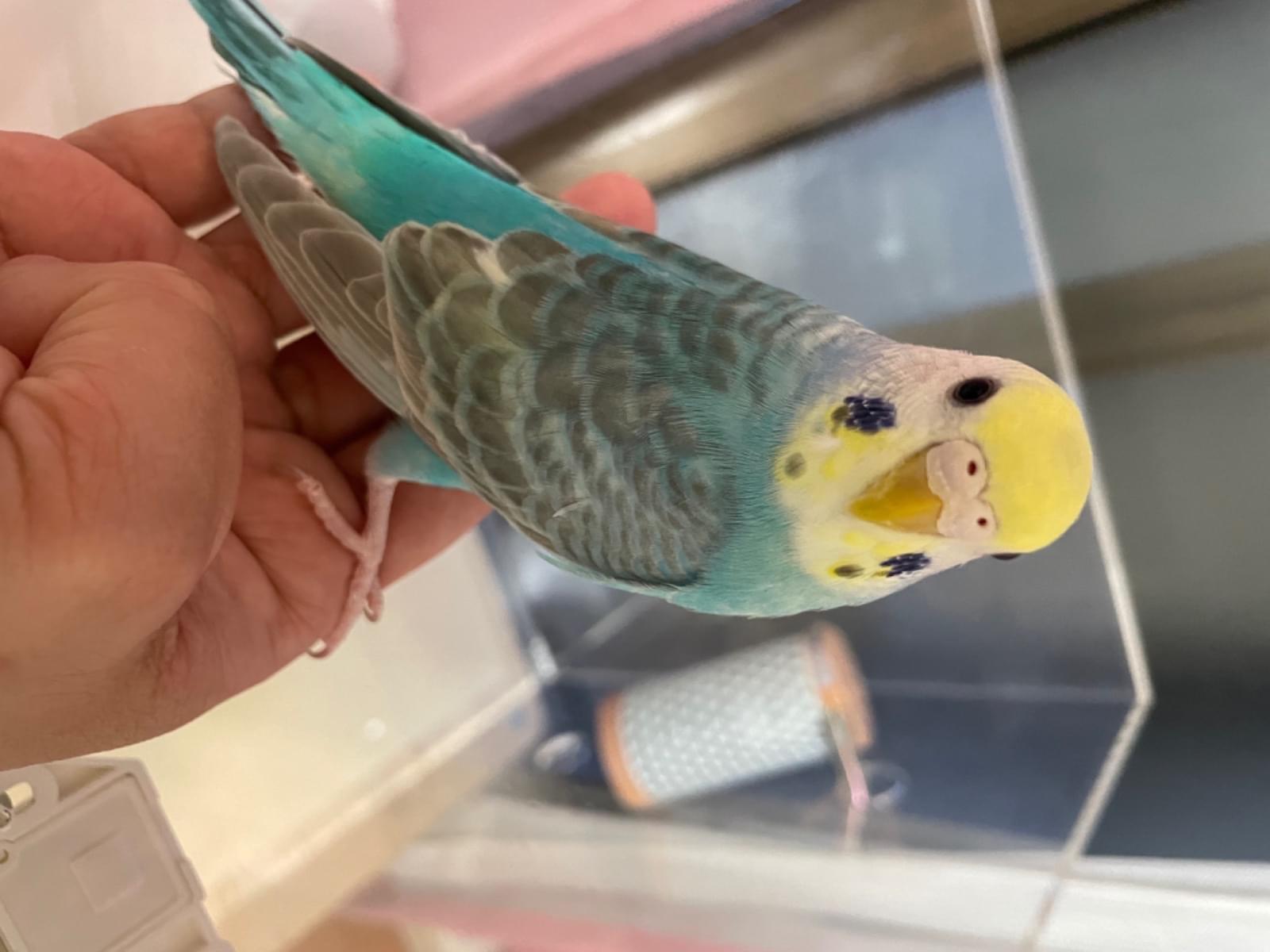 コマツちゃん コマツちゃん