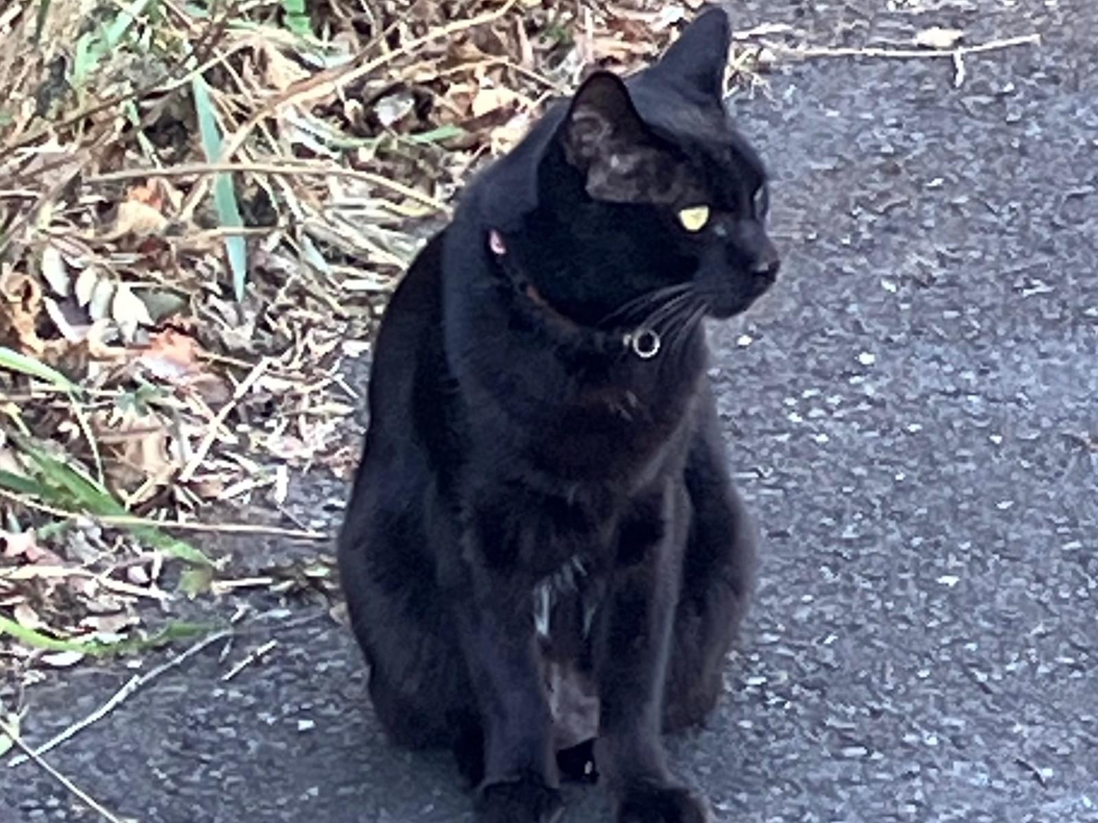 目撃された猫 目撃された猫