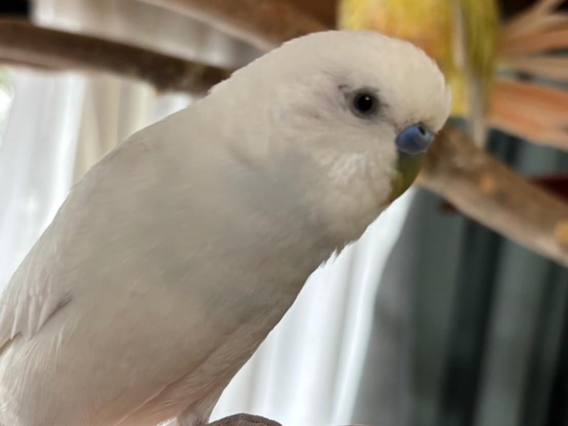 ユキちゃん