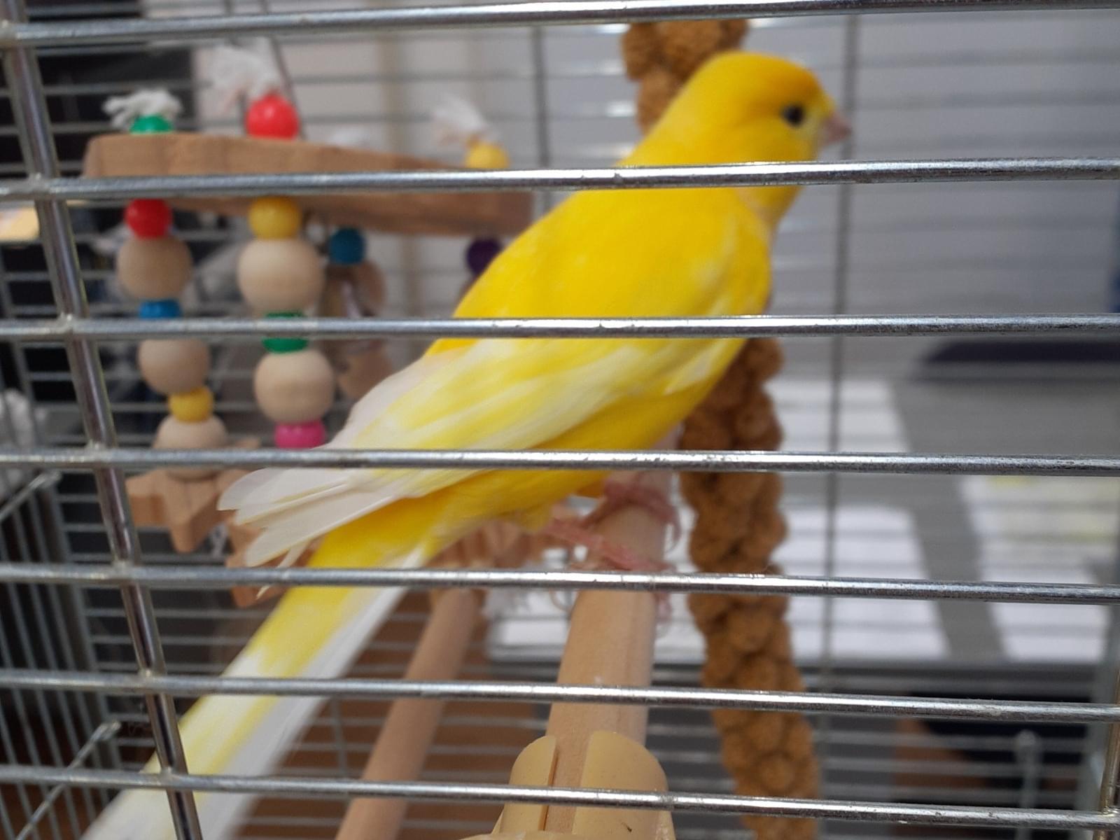 保護された鳥 保護された鳥