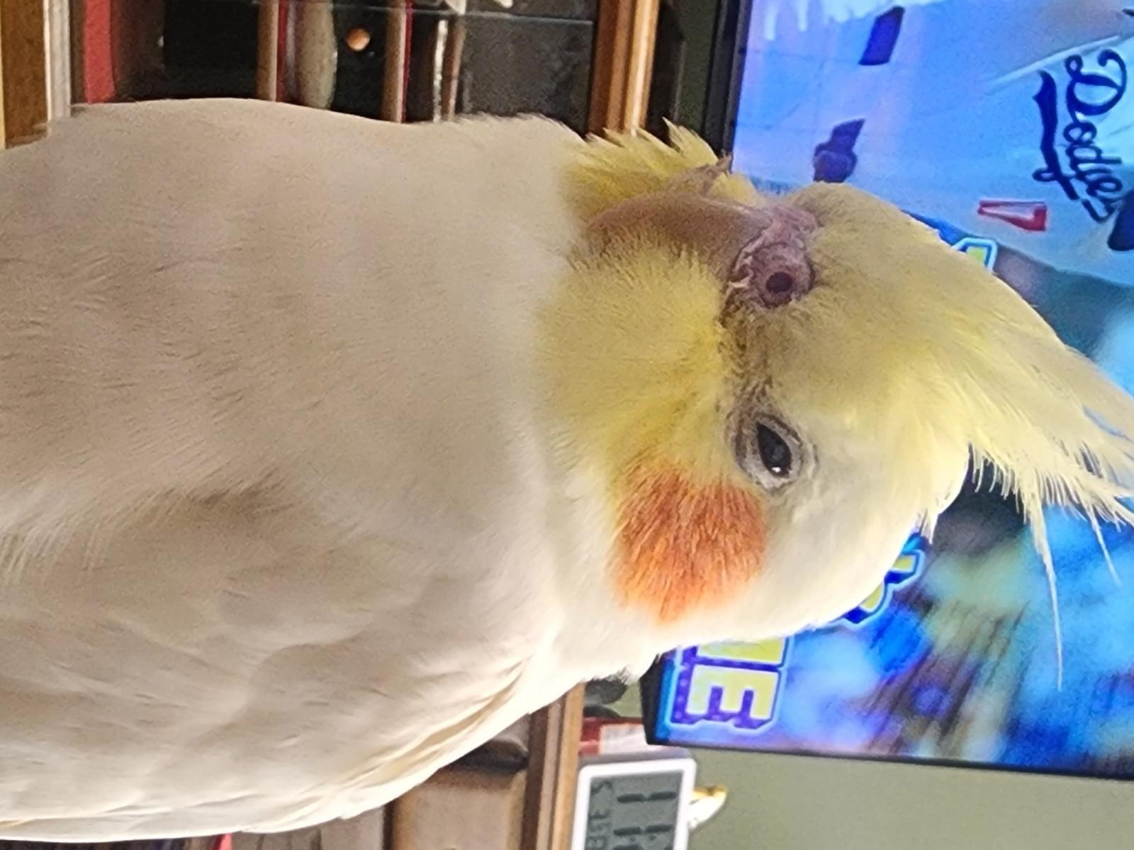 あんずちゃん
