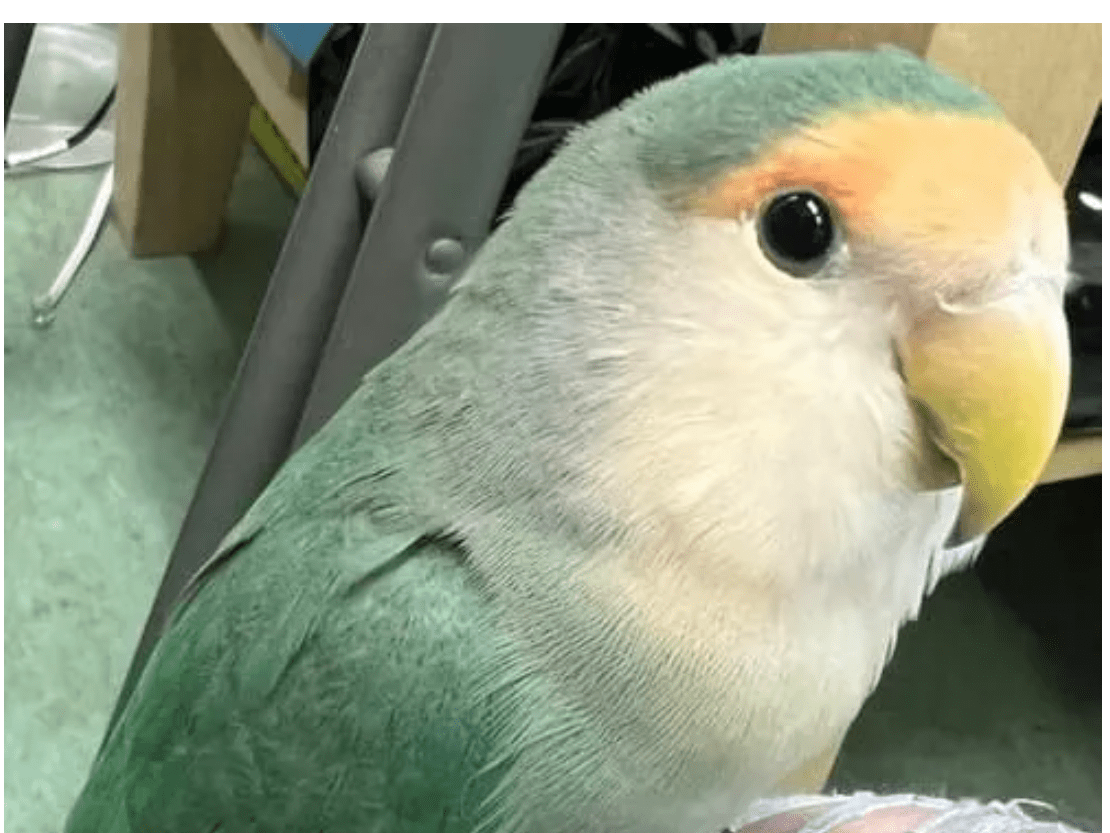 保護された鳥 保護された鳥