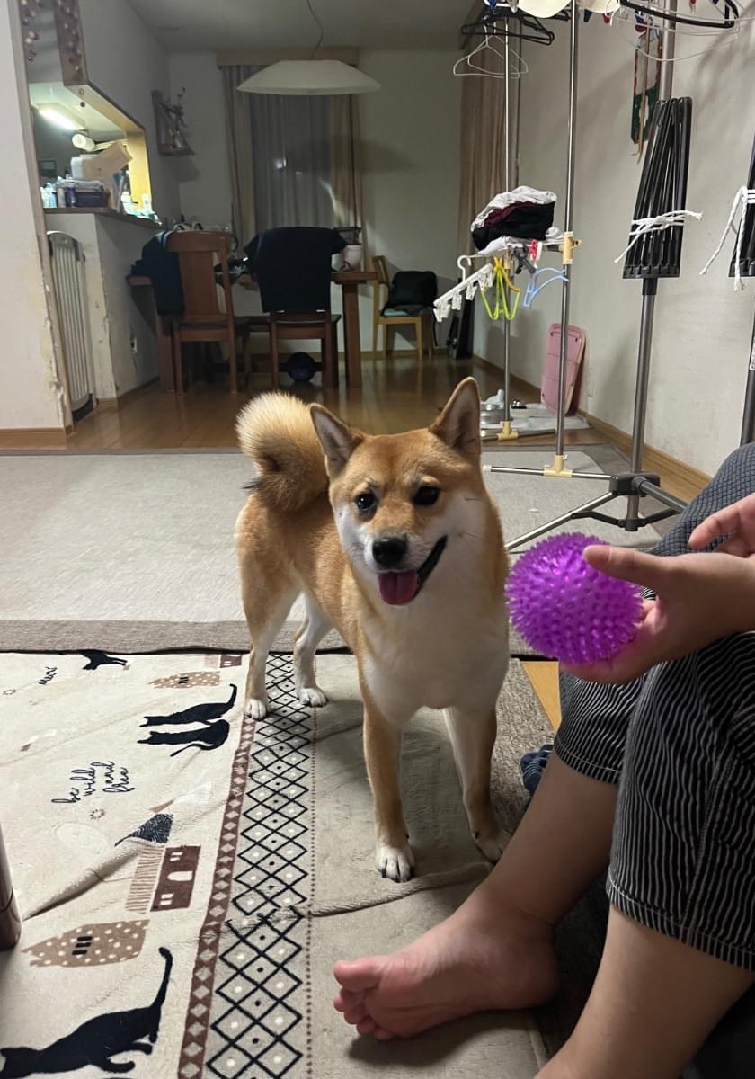 茶色(赤柴)探してます。