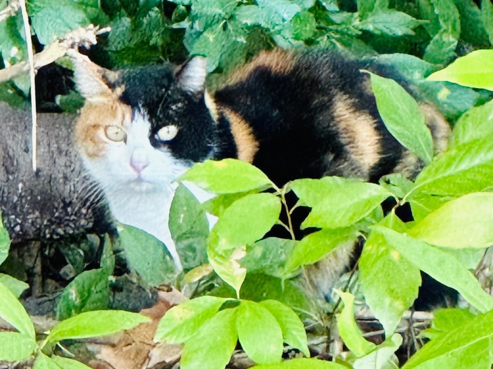 目撃された猫 目撃された猫