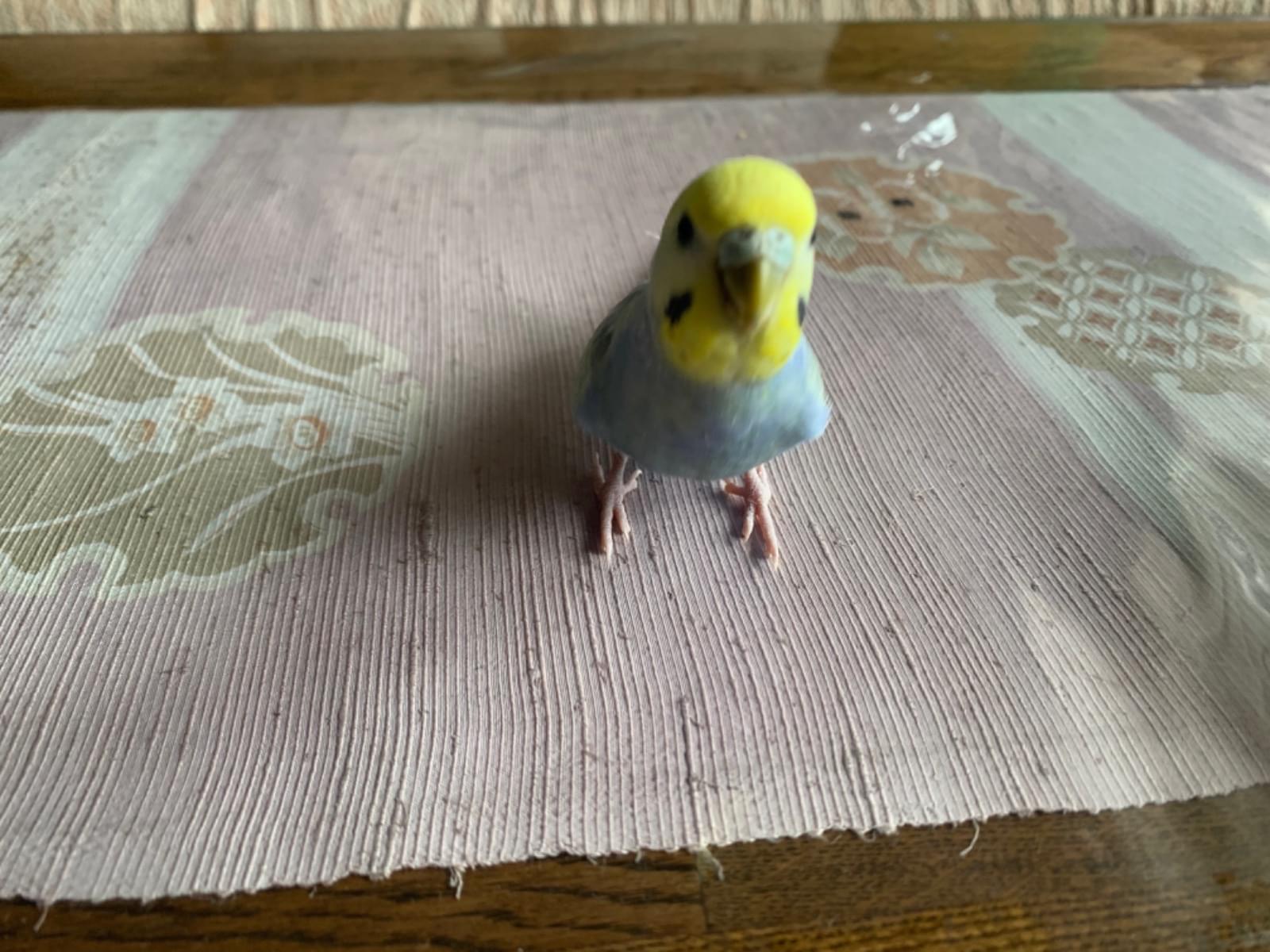 保護された鳥 保護された鳥