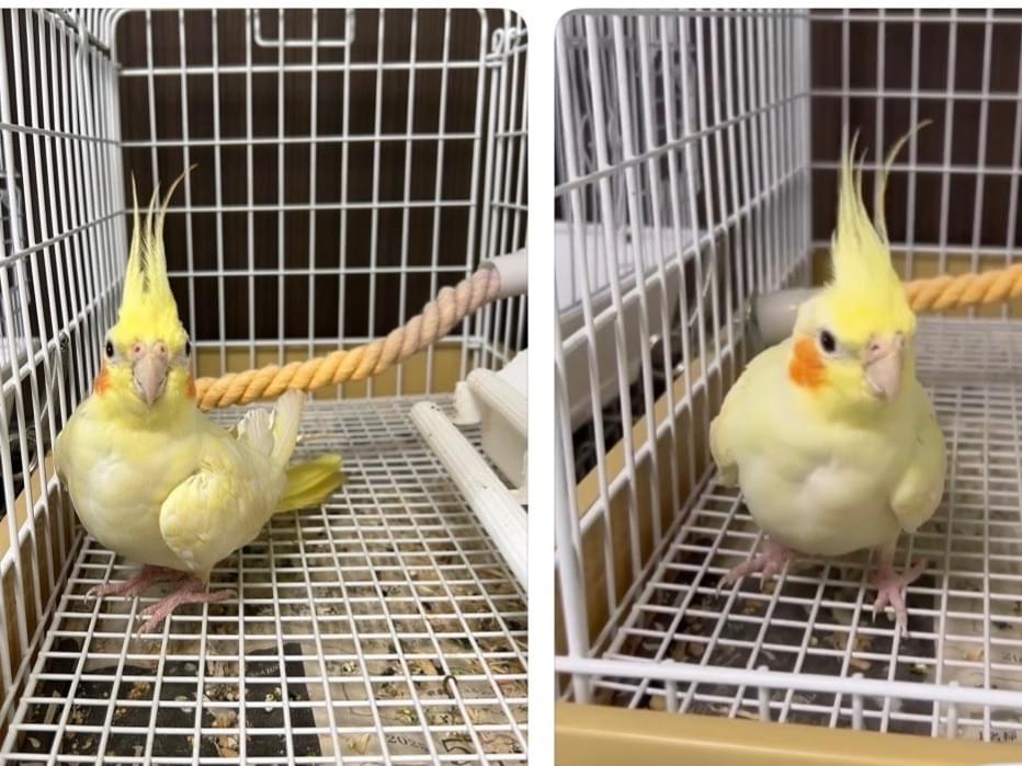 保護された鳥 保護された鳥