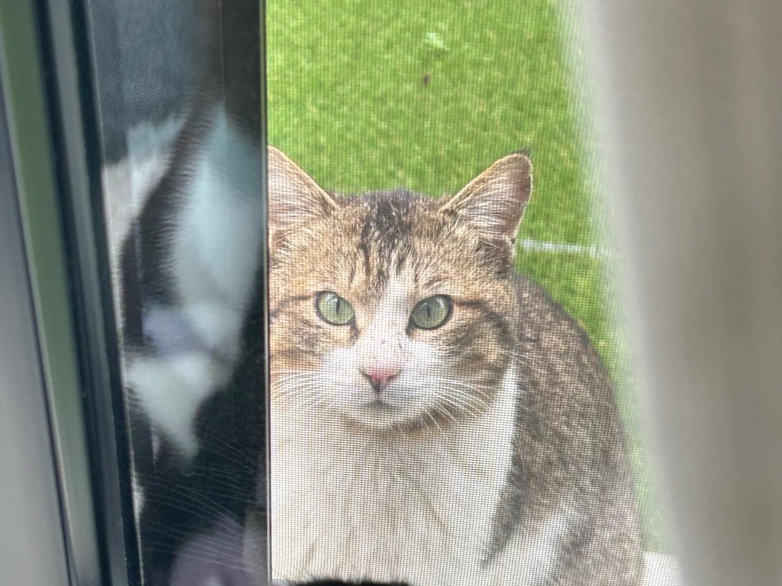 目撃された猫